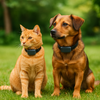 Les Colliers GPS pour Chiens et Chats une  Solution Idéale pour une Géolocalisation Instantanée